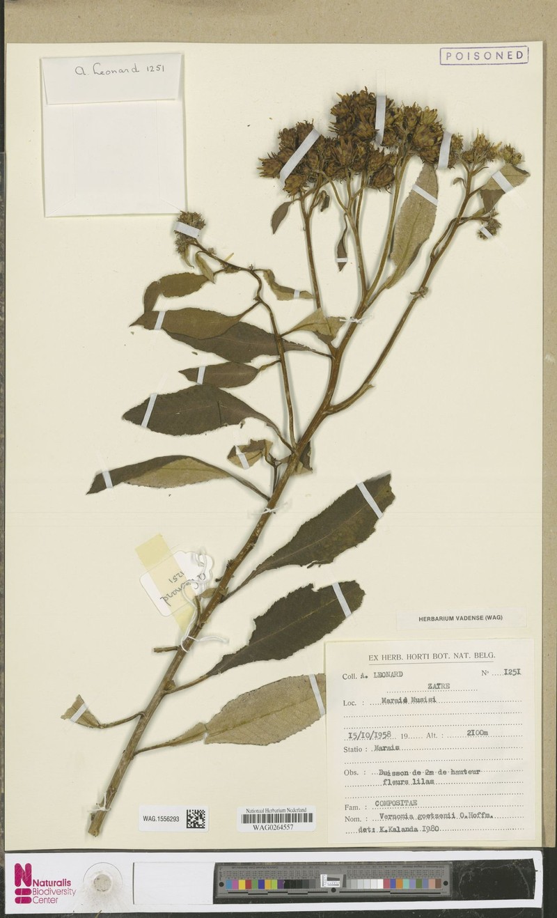 Vernonia goetzenii