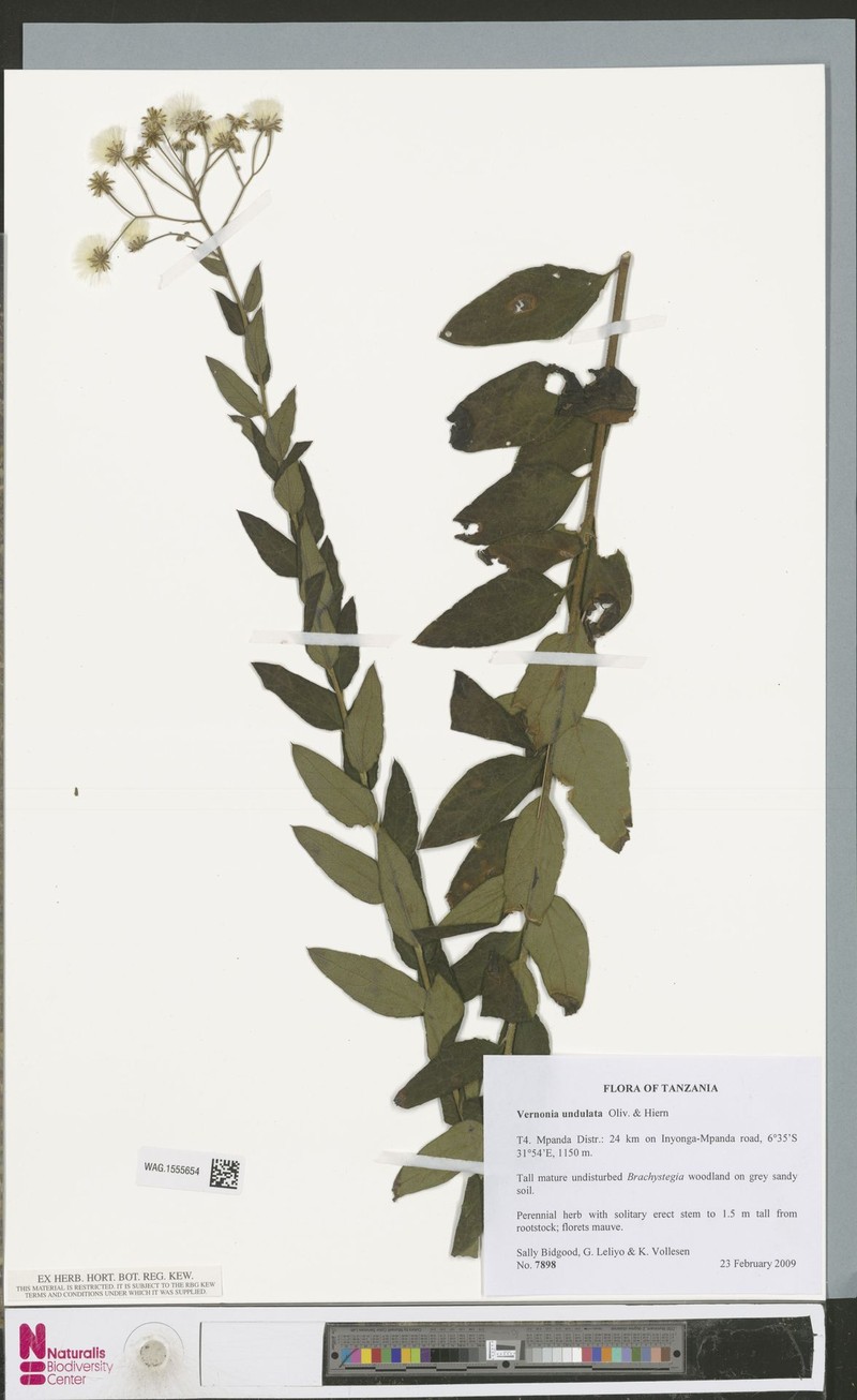 Vernonia golungensis