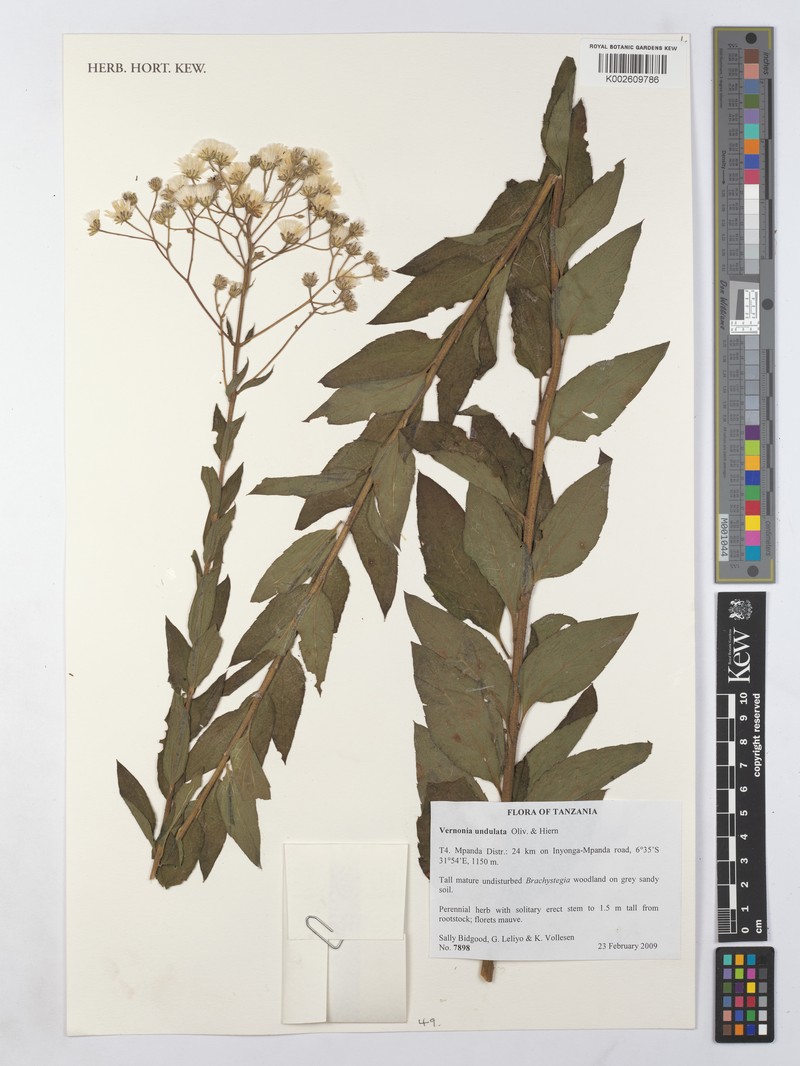 Vernonia golungensis photo 2