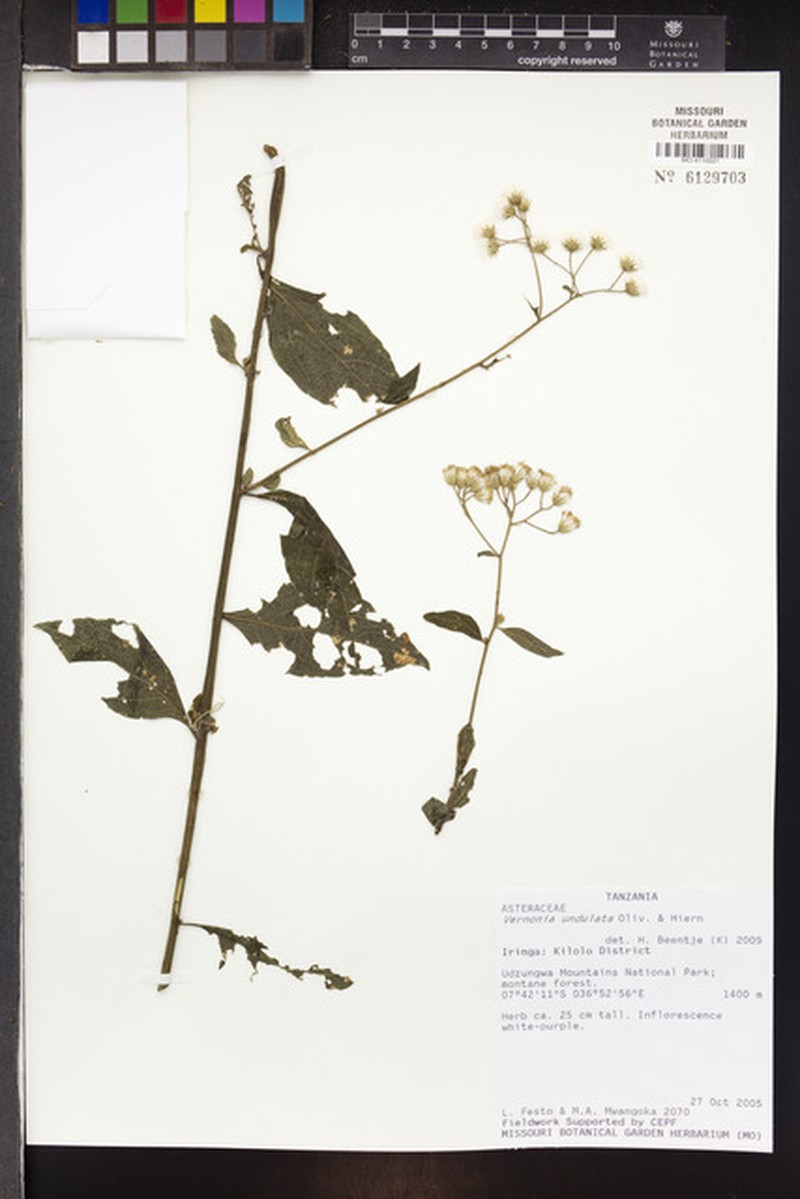 Vernonia golungensis photo 3