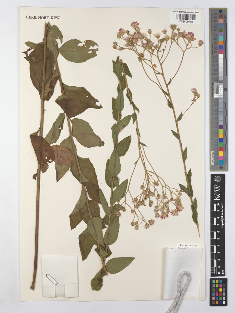 Vernonia golungensis photo 4