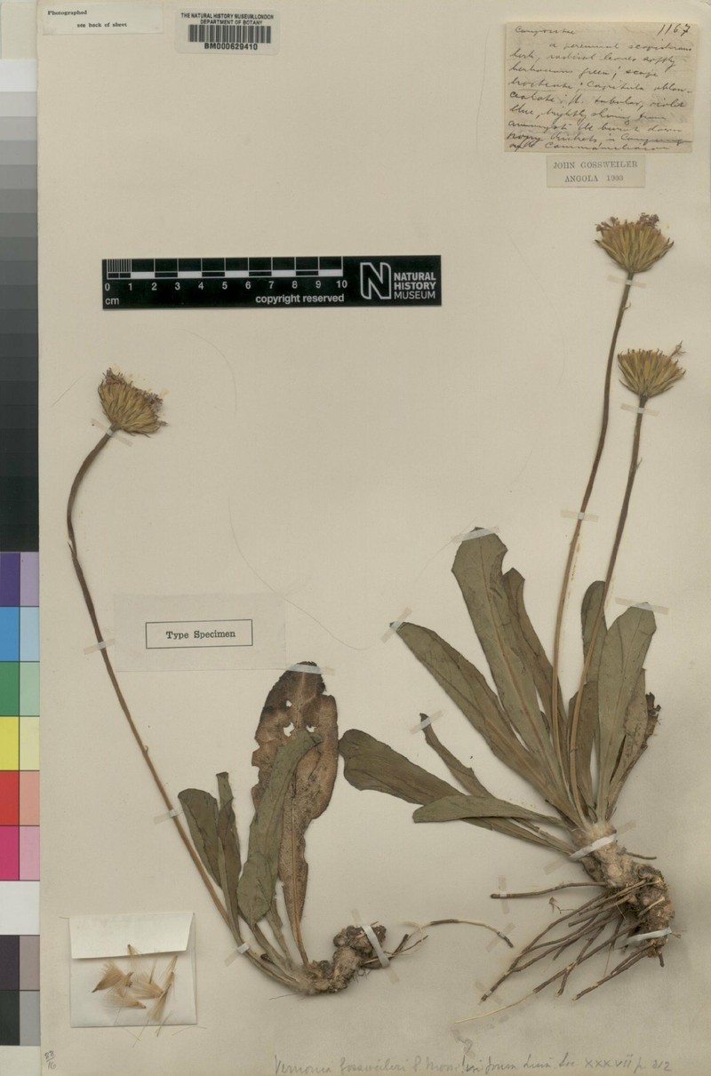 Vernonia gossweileri