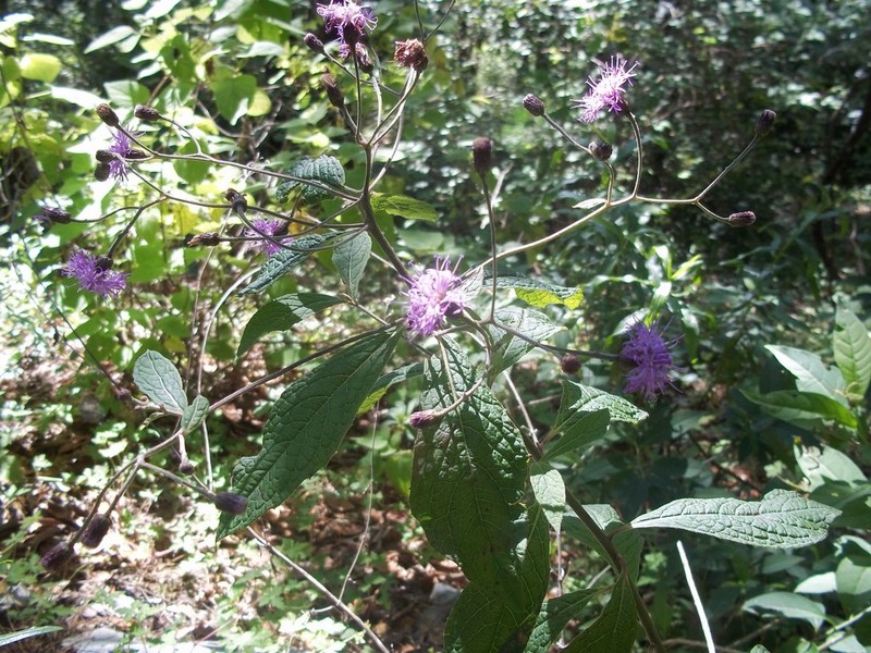 Vernonia greggii