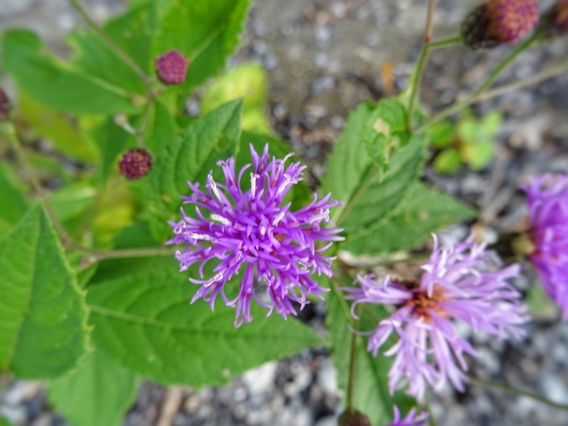 Vernonia greggii photo 2