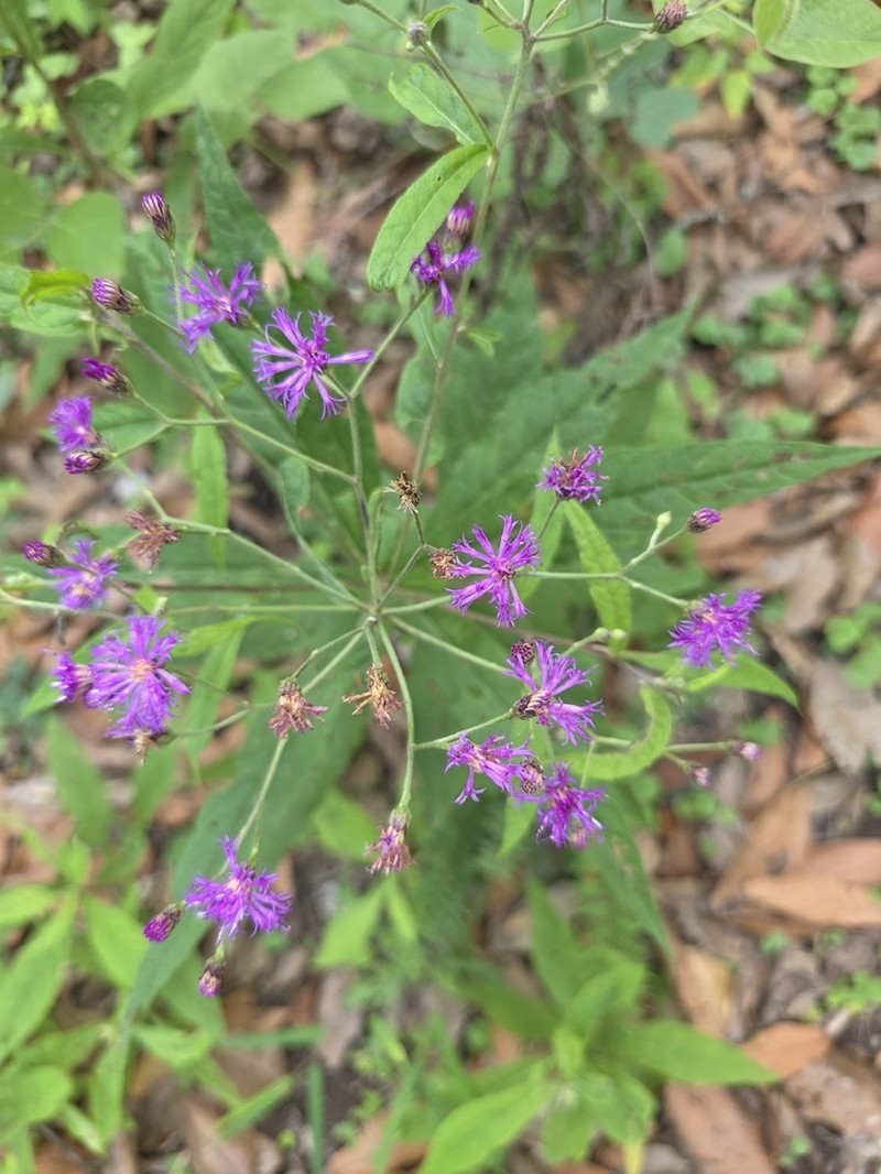 Vernonia greggii photo 3