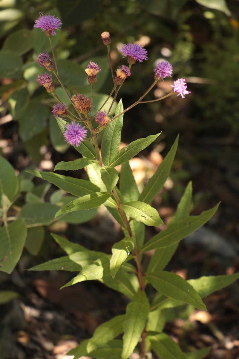 Vernonia greggii photo 4