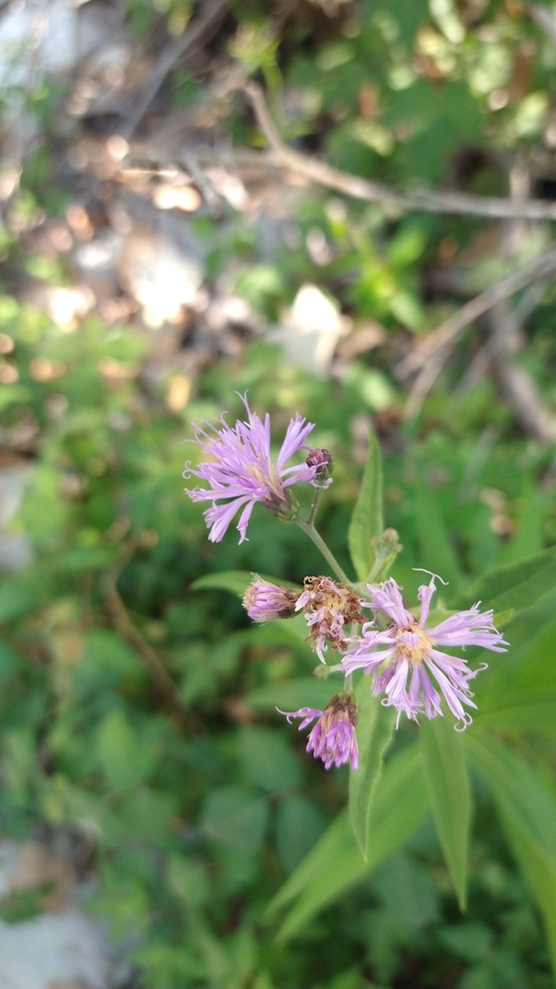 Vernonia greggii photo 5