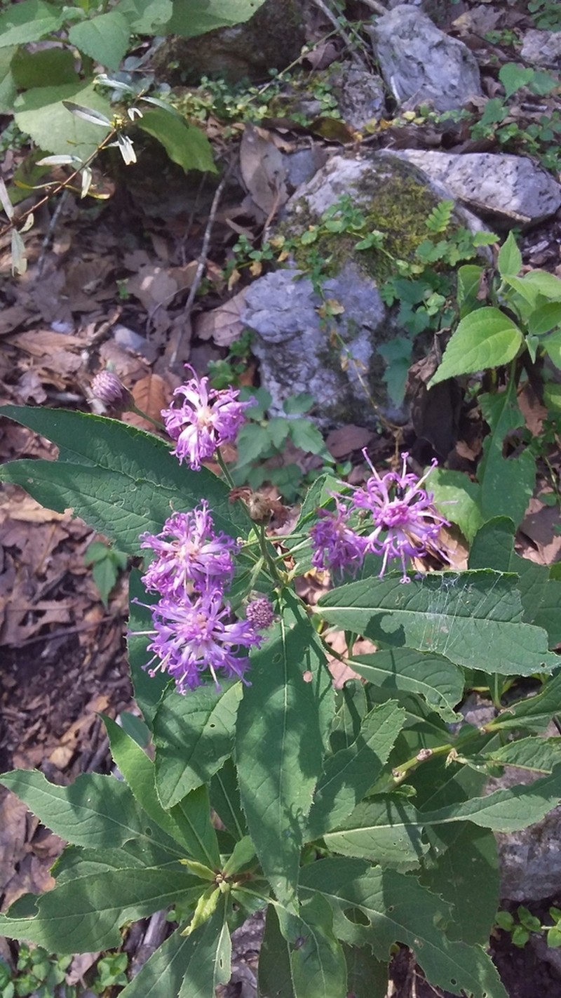 Vernonia greggii photo 6