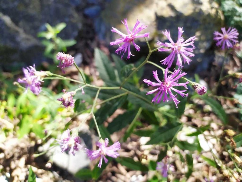 Vernonia greggii photo 7