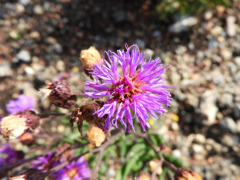 Vernonia greggii photo 8