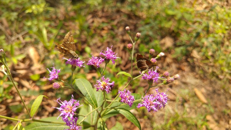 Vernonia greggii subsp. ervendbergii