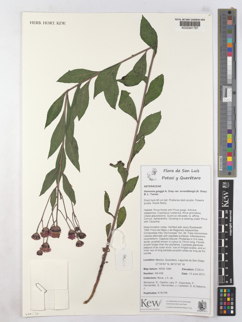 Vernonia greggii subsp. ervendbergii photo 2