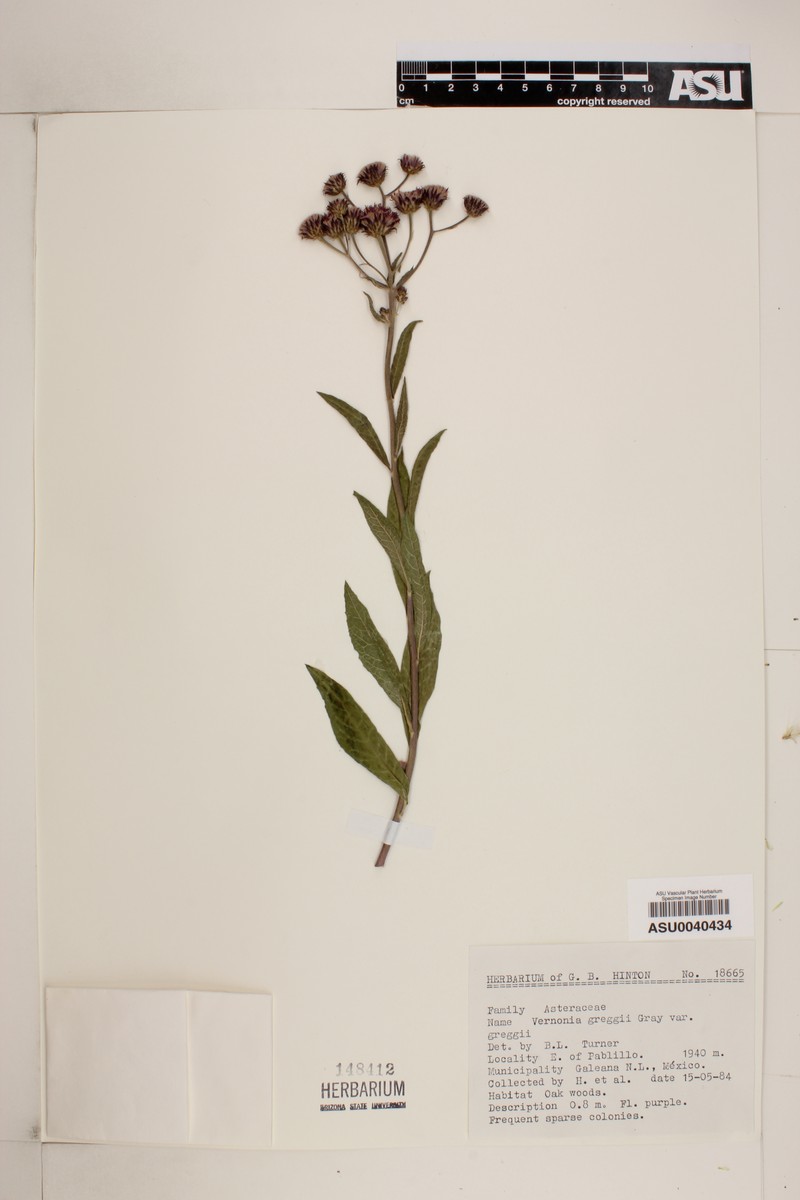 Vernonia greggii subsp. ervendbergii photo 3