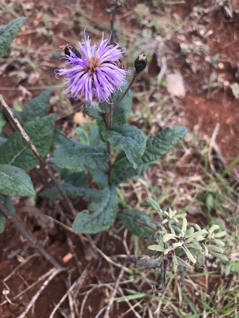 Vernonia greggii subsp. greggii