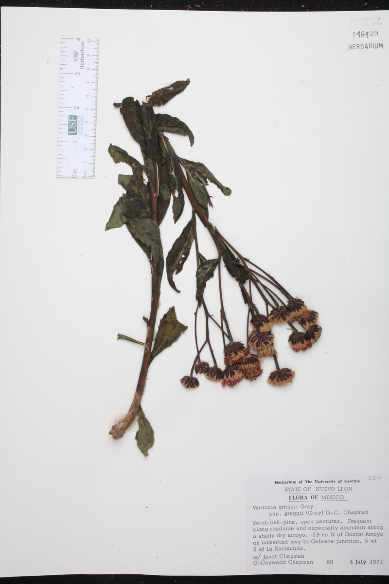 Vernonia greggii subsp. greggii photo 2