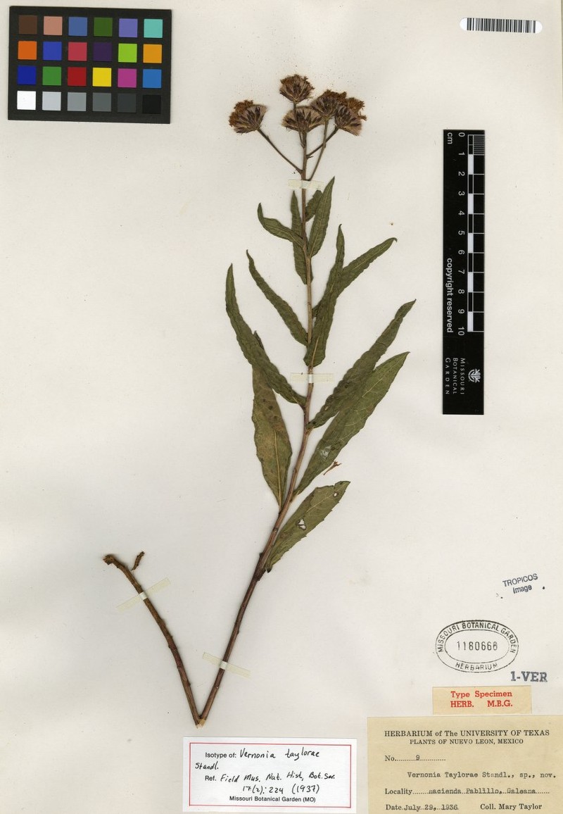 Vernonia greggii subsp. greggii photo 3