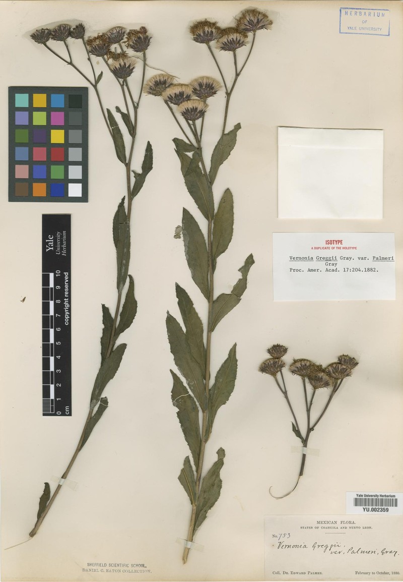 Vernonia greggii subsp. greggii photo 4