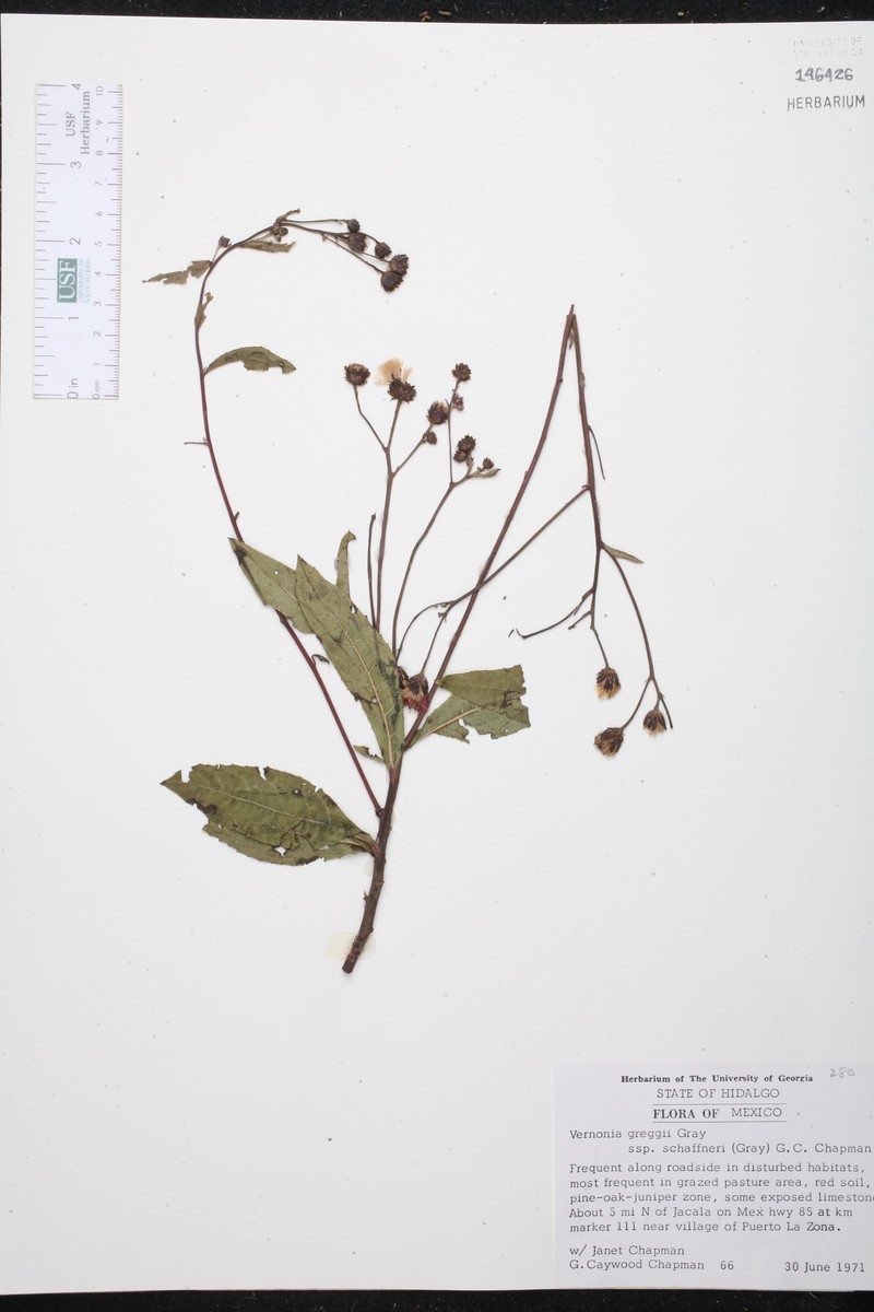 Vernonia greggii subsp. schaffneri
