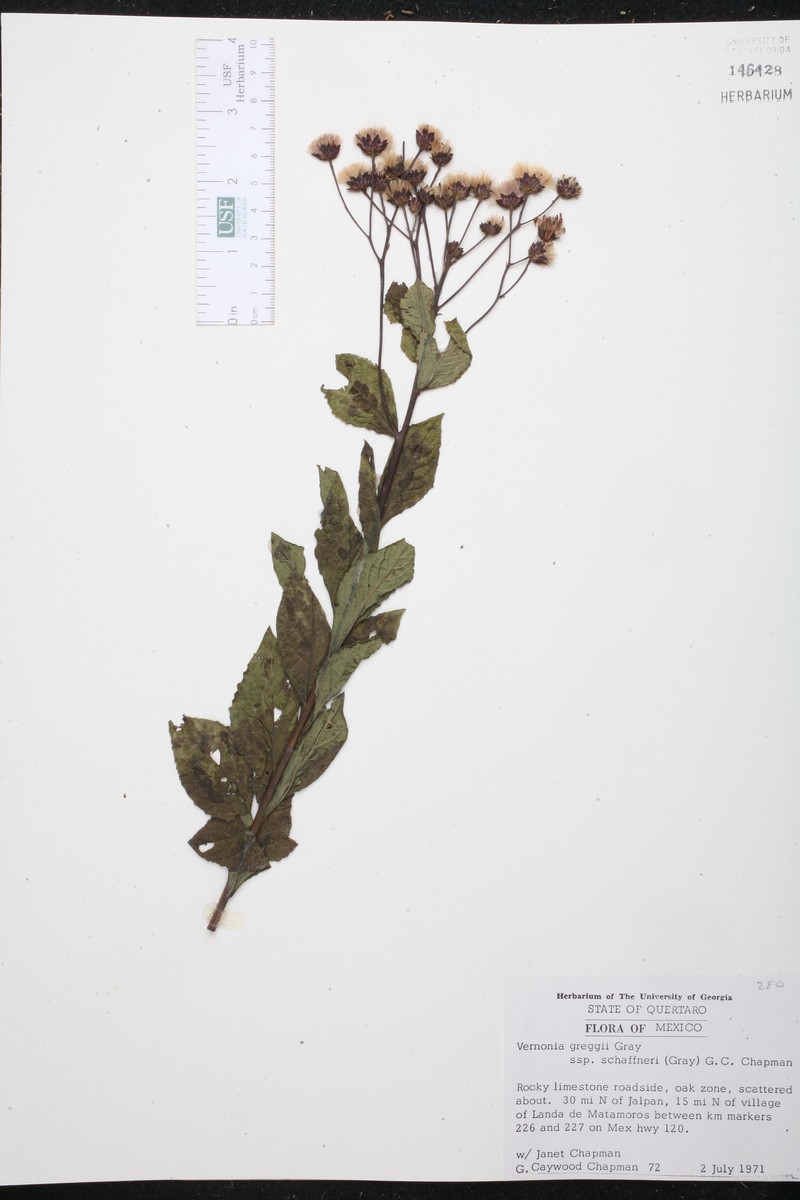 Vernonia greggii subsp. schaffneri photo 2