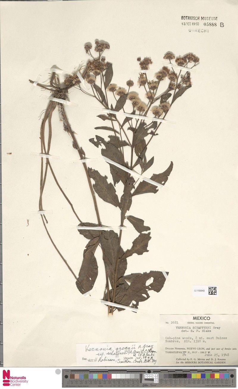 Vernonia greggii subsp. schaffneri photo 3