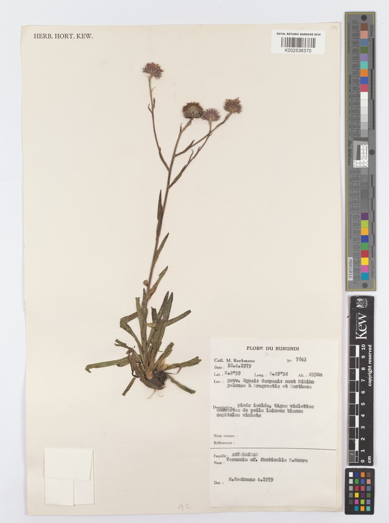 Vernonia griseopapposa
