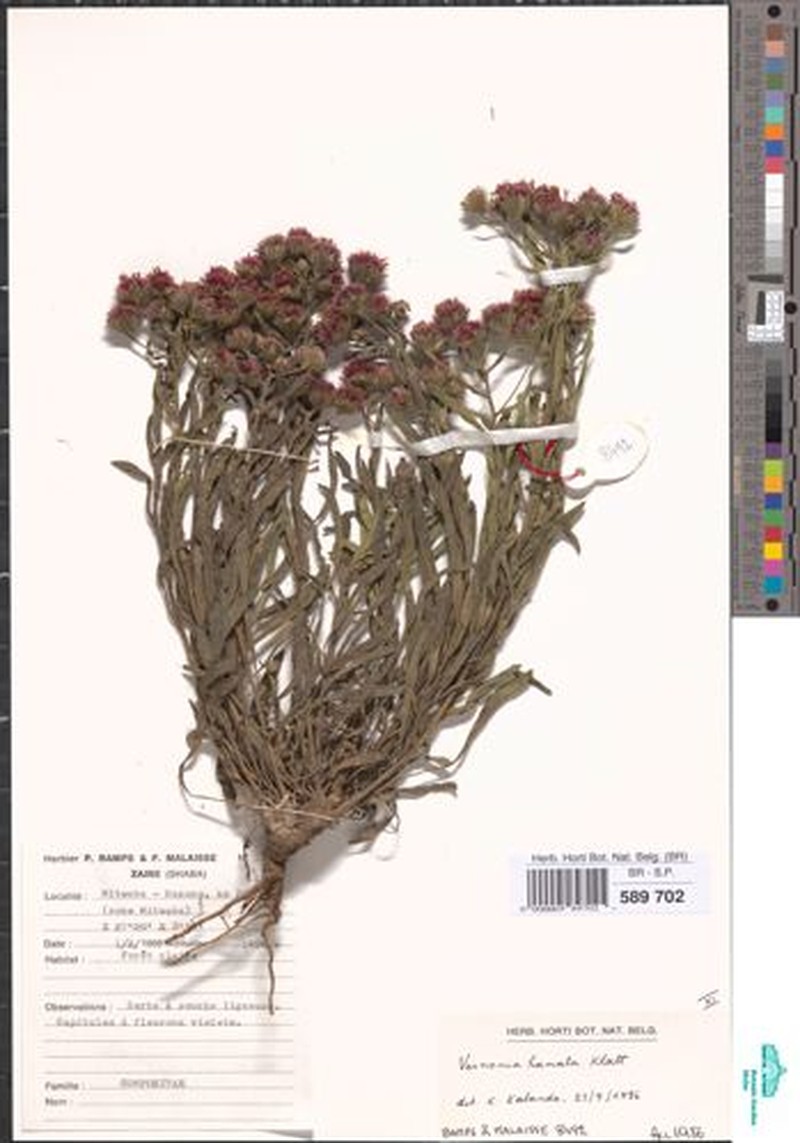 Vernonia hamata