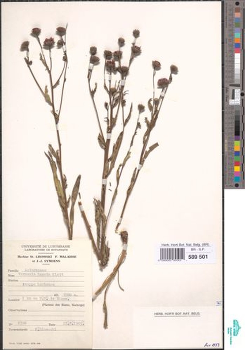 Vernonia hamata photo 2
