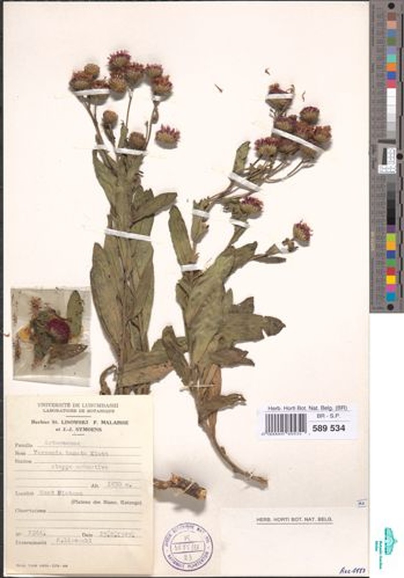 Vernonia hamata photo 3