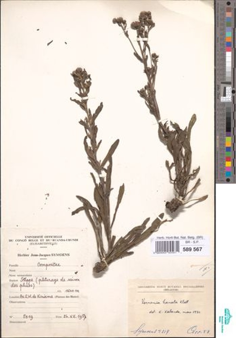 Vernonia hamata photo 4