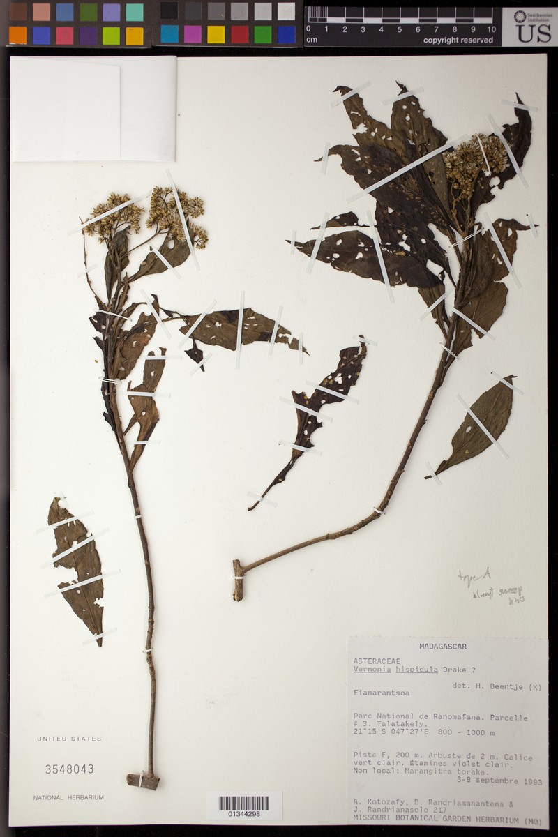 Vernonia hispidula
