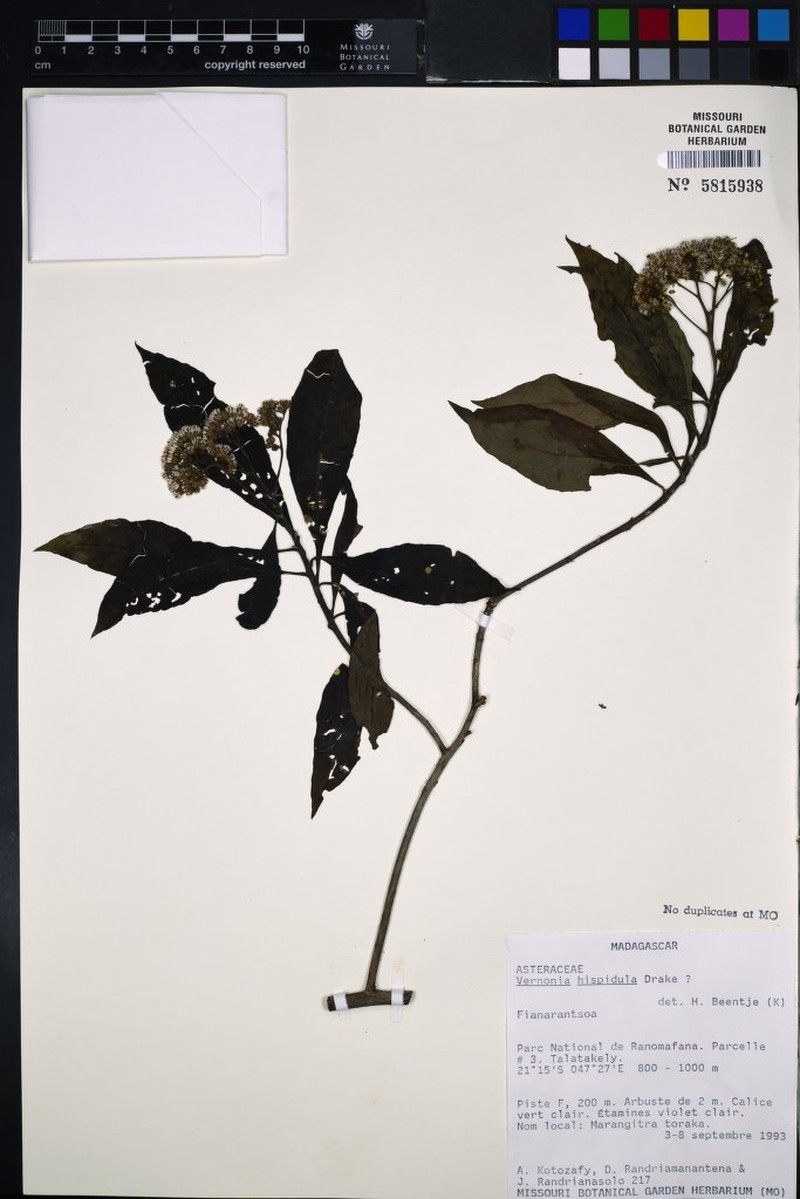 Vernonia hispidula photo 2