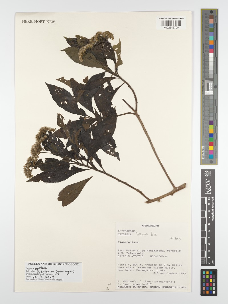 Vernonia hispidula photo 3