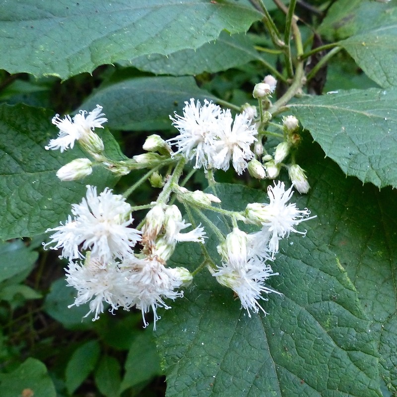 Vernonia holstii