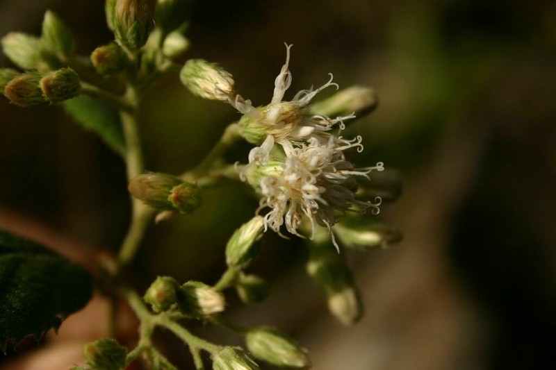 Vernonia holstii photo 2