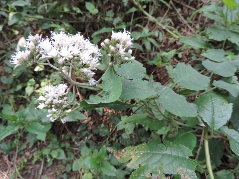 Vernonia holstii photo 3