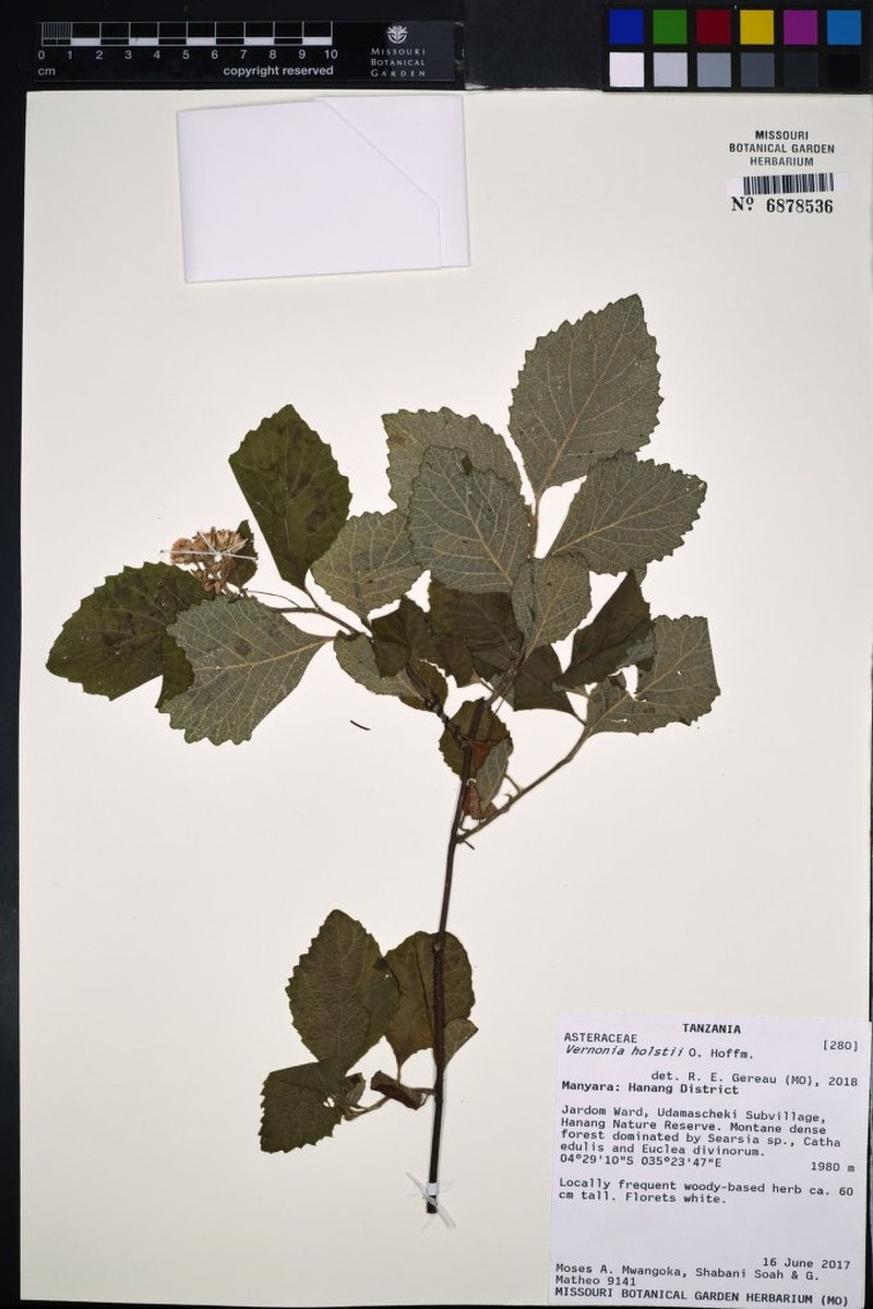 Vernonia holstii photo 4