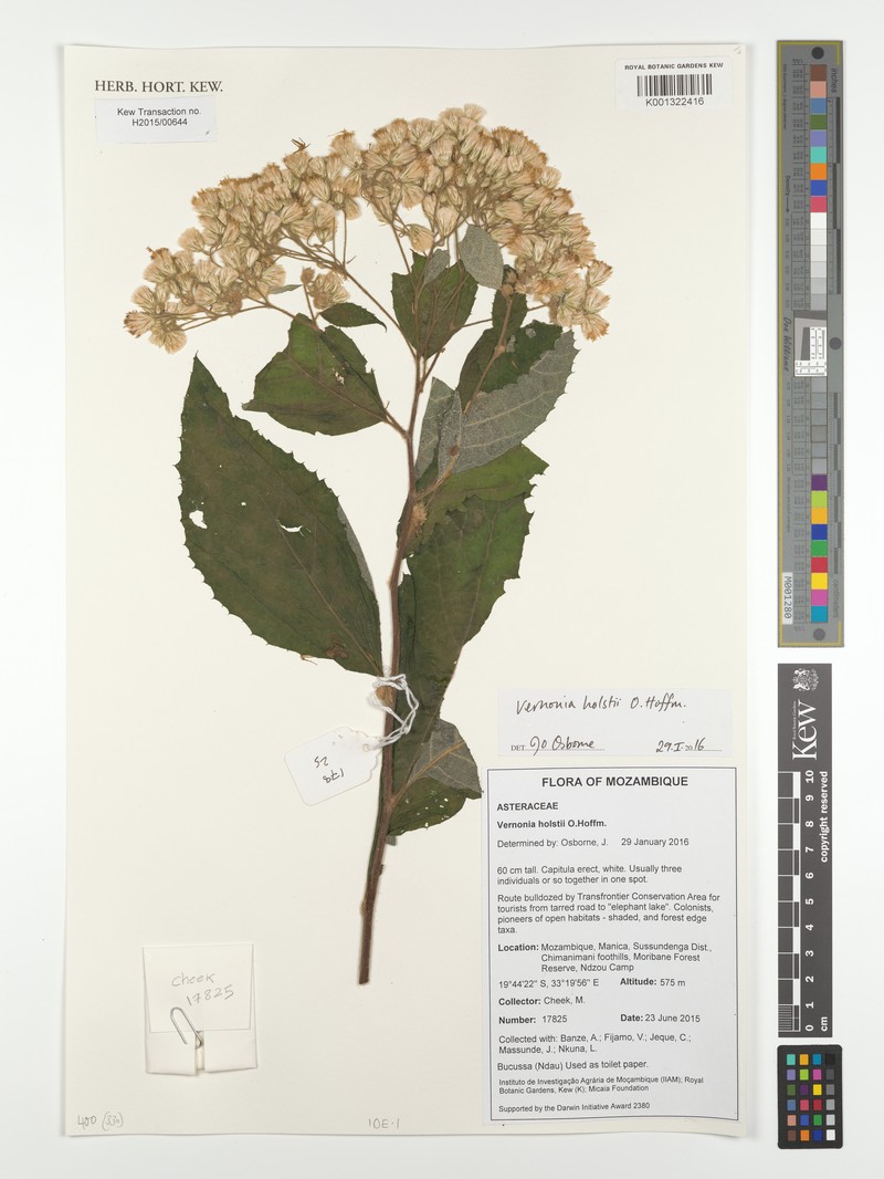 Vernonia holstii photo 5