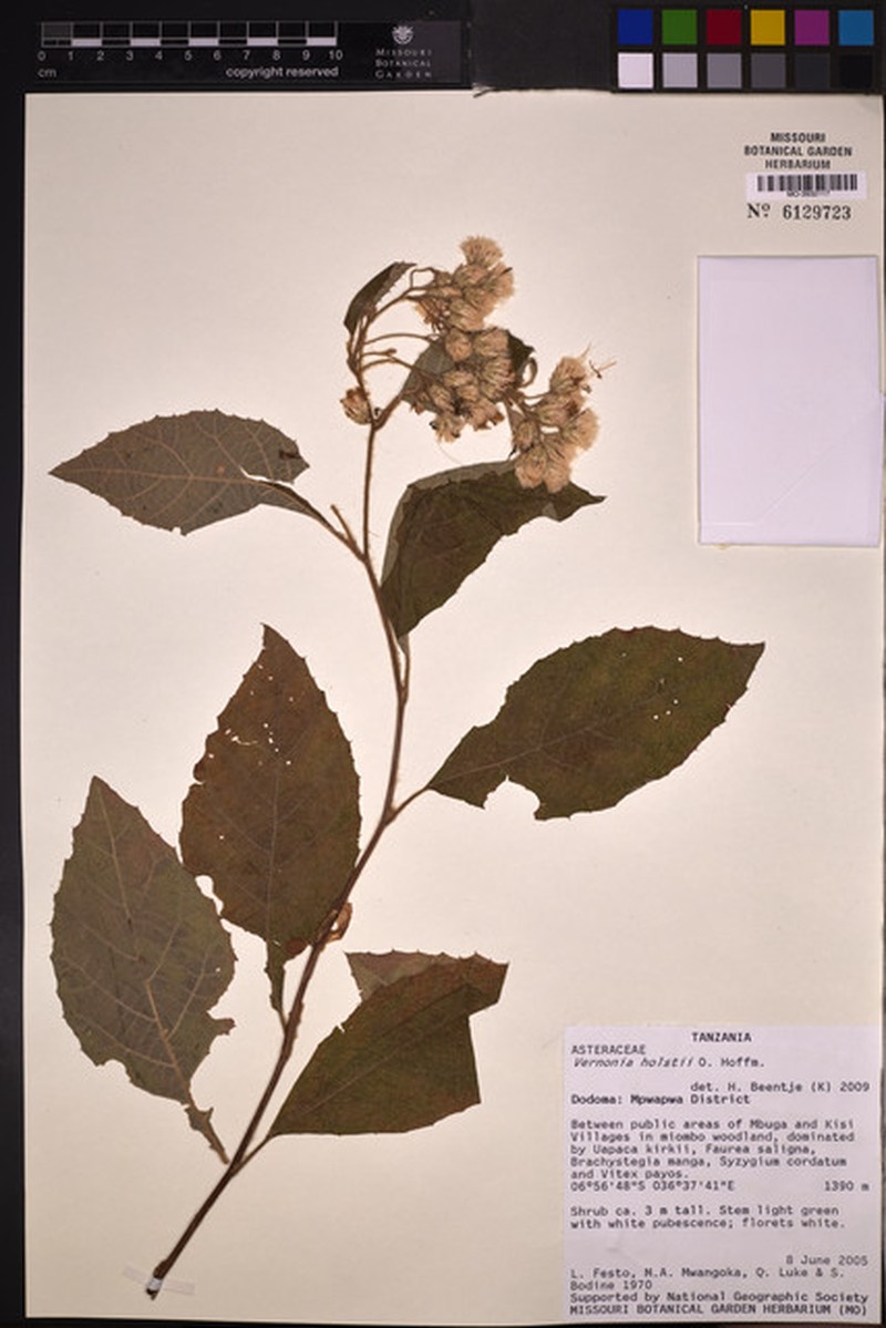 Vernonia holstii photo 6