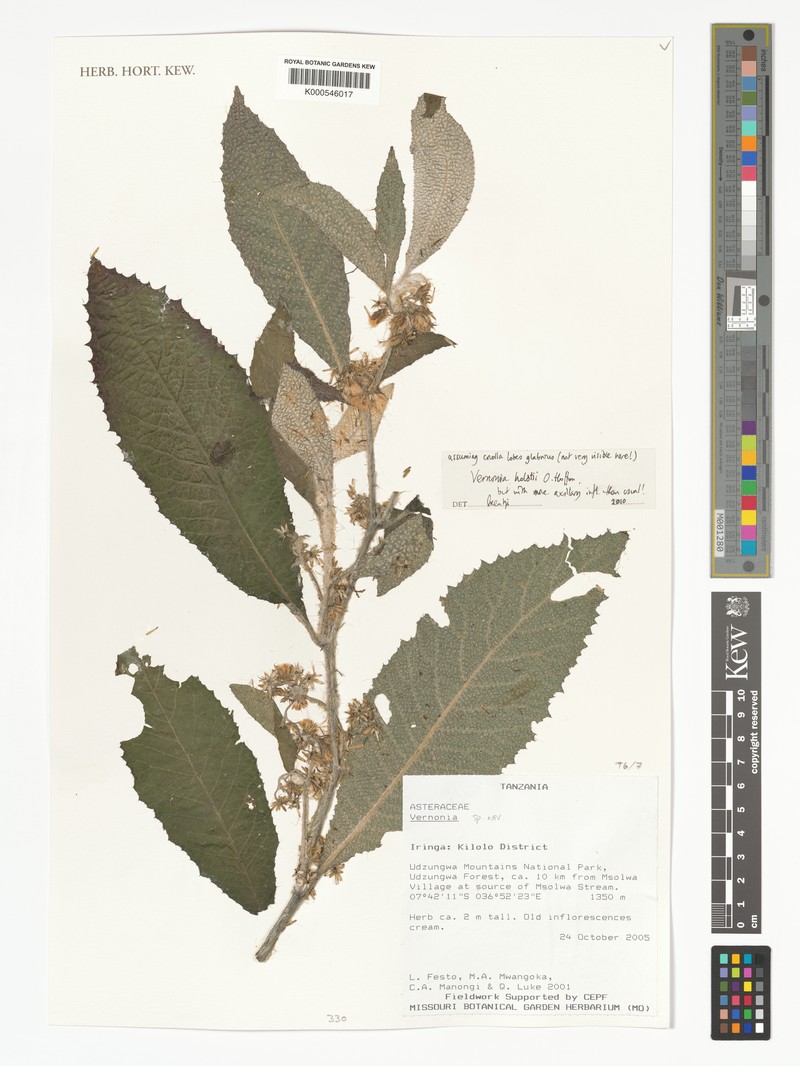 Vernonia holstii photo 7