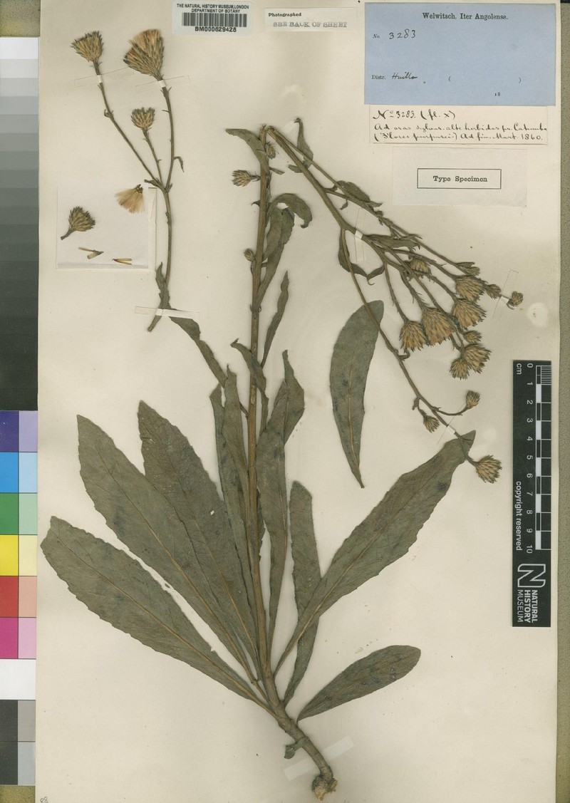 Vernonia huillensis photo 2