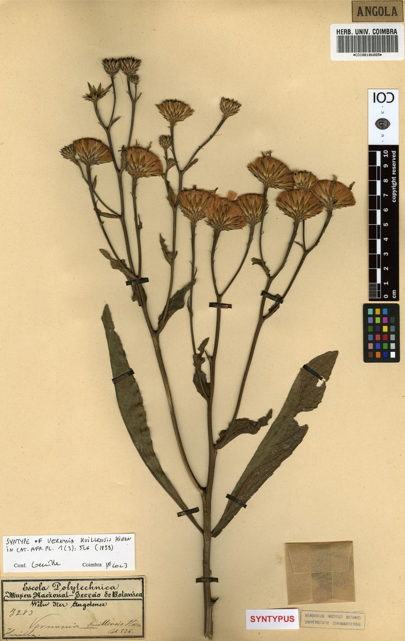 Vernonia huillensis photo 3