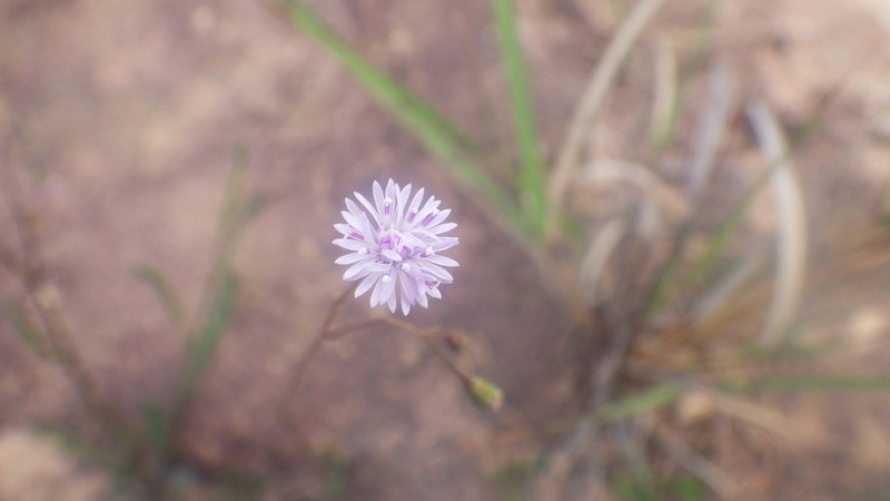 Vernonia humillima photo 2