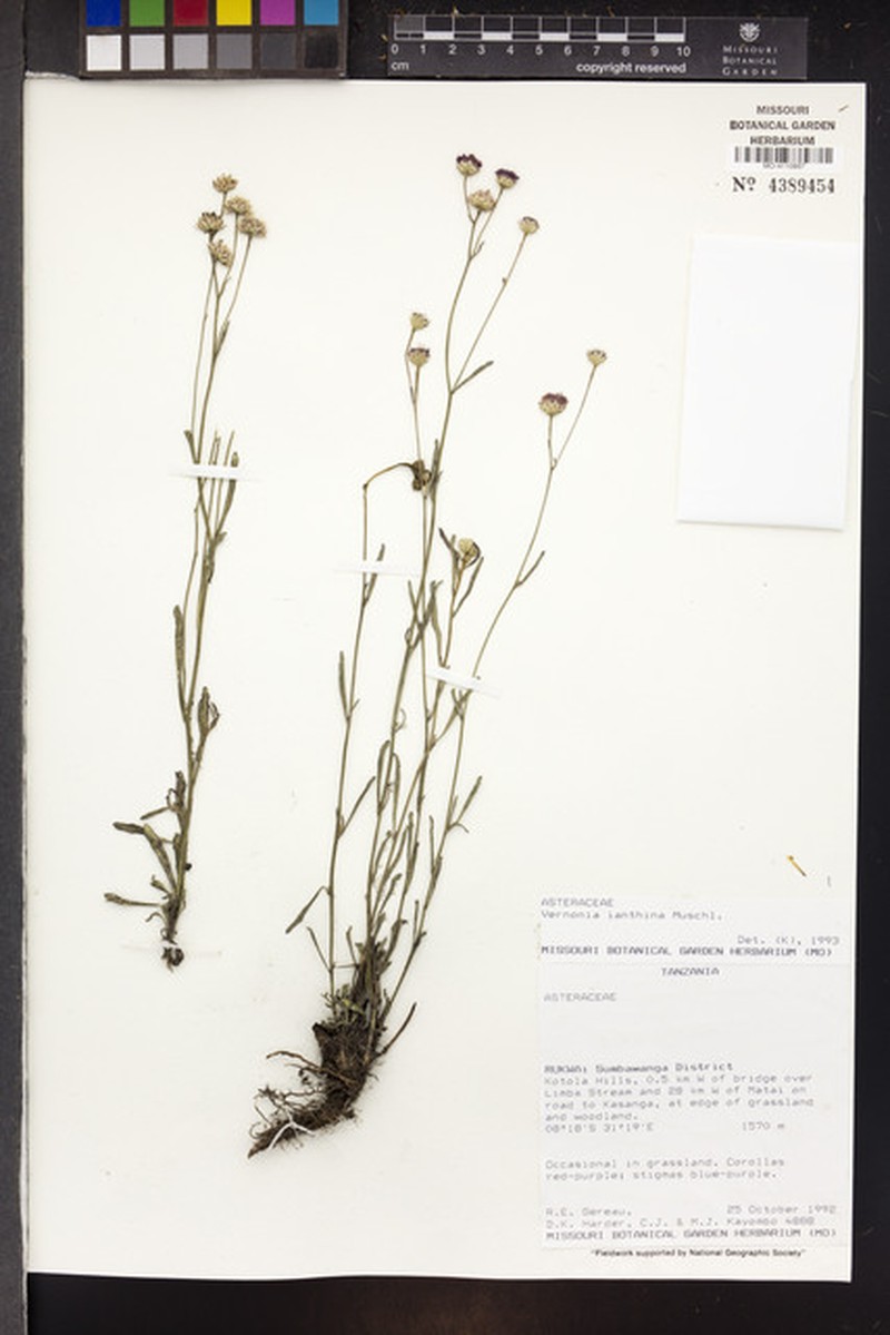 Vernonia ianthina