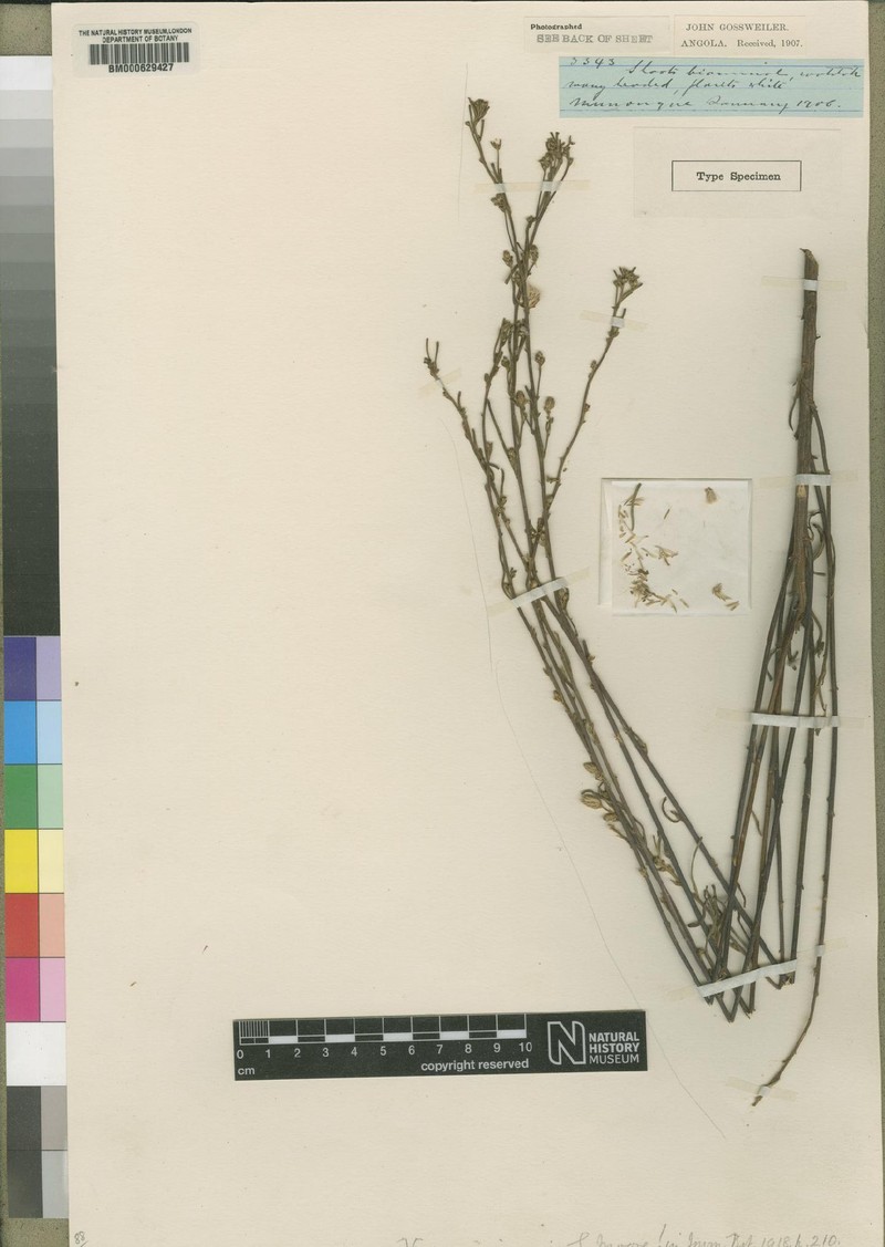 Vernonia inanis
