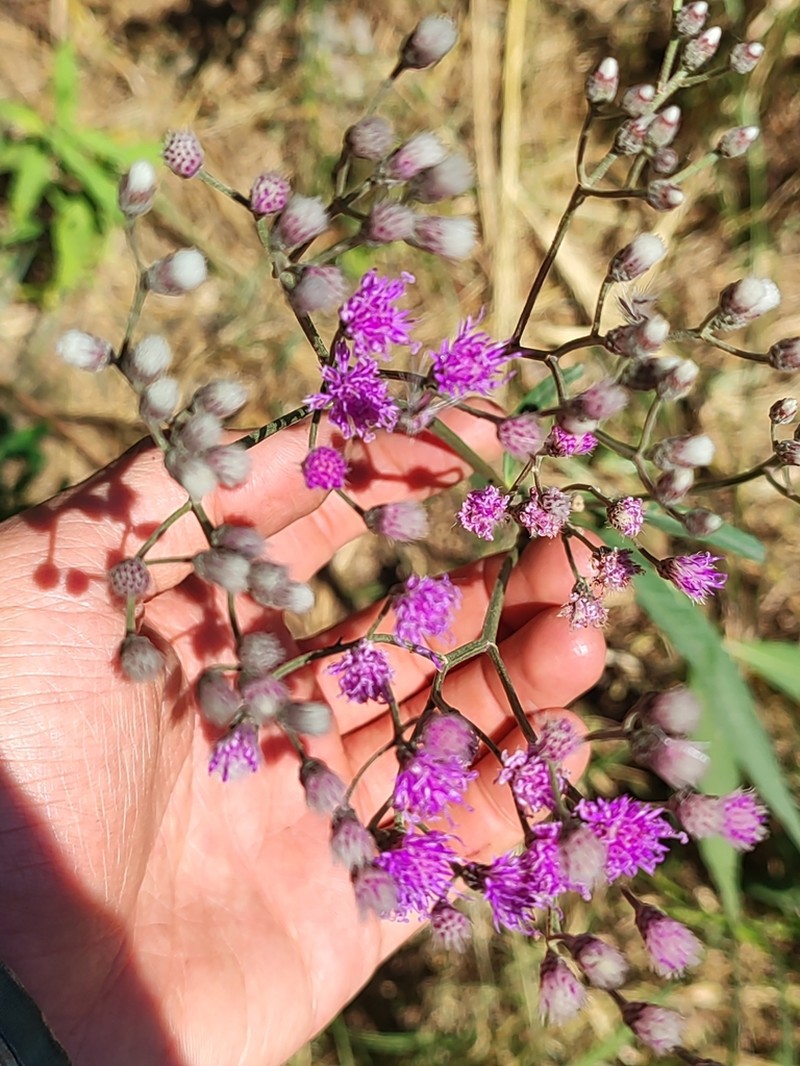 Vernonia incana