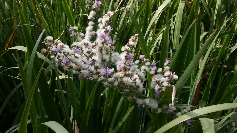 Vernonia incana photo 2