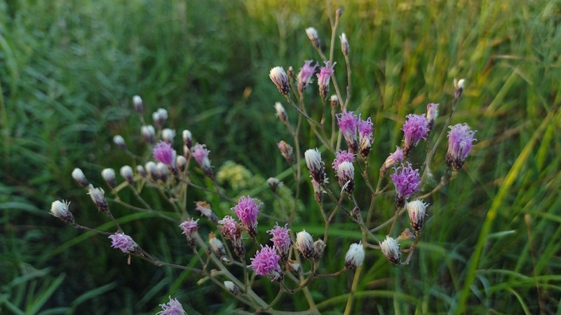 Vernonia incana photo 3