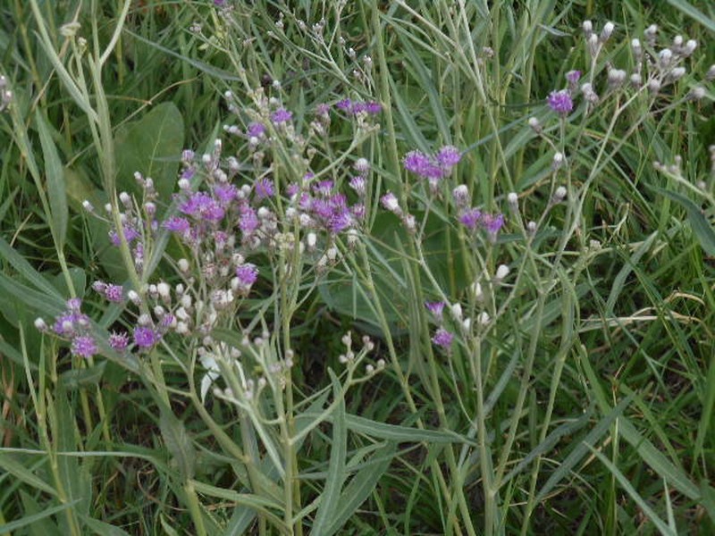 Vernonia incana photo 4