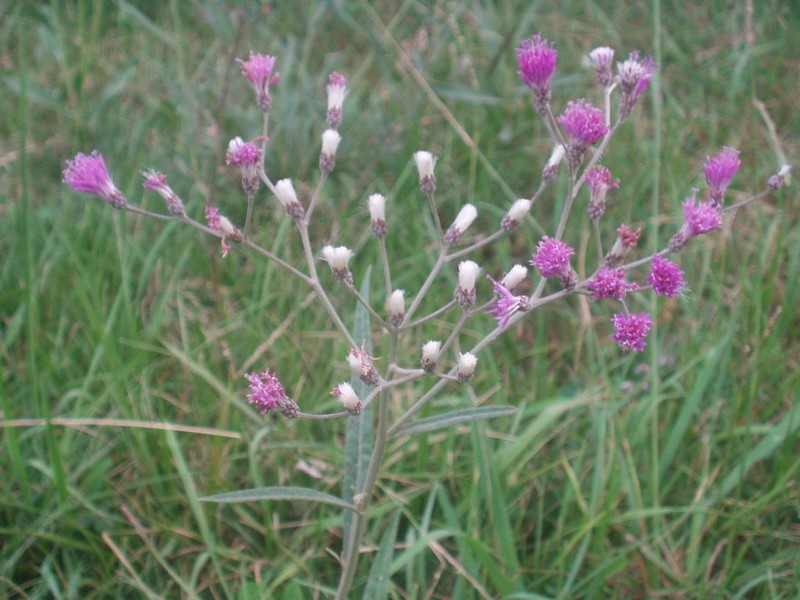 Vernonia incana photo 5