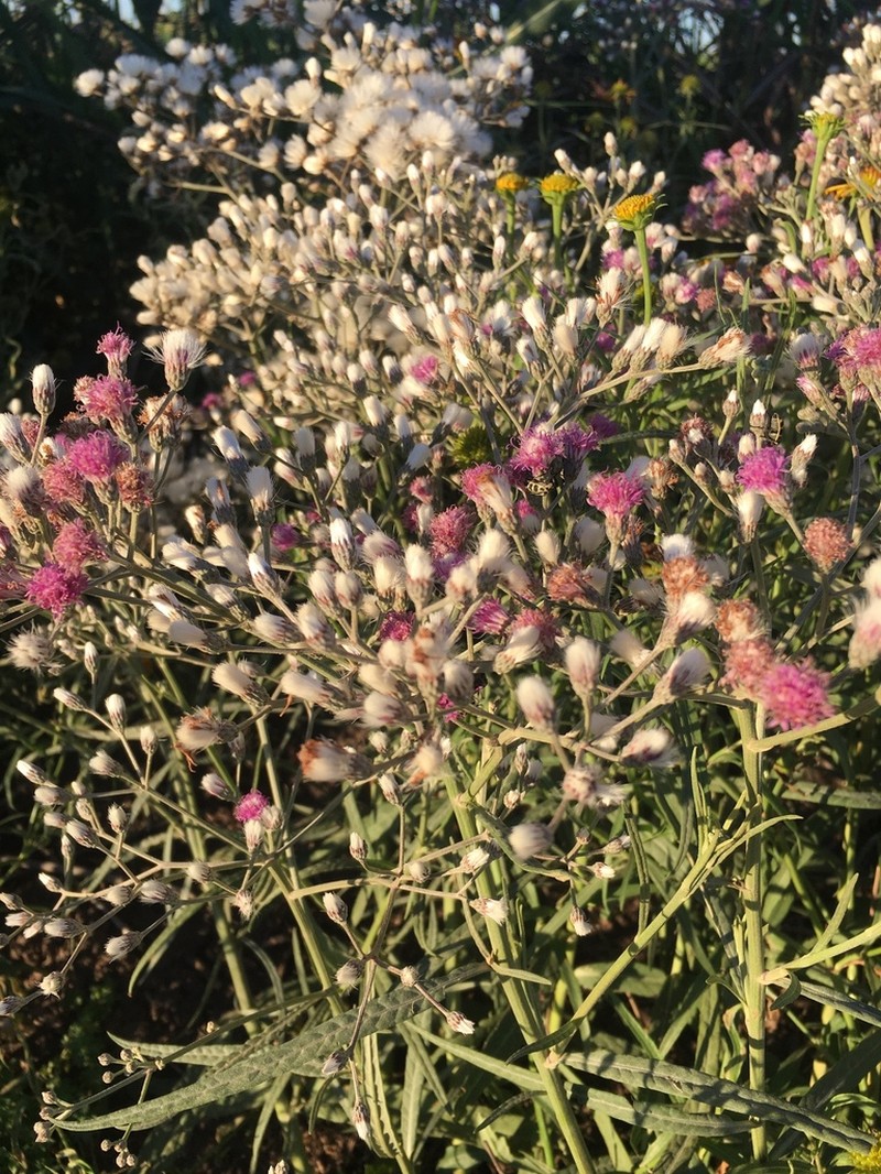Vernonia incana photo 6